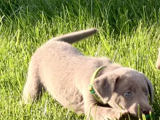 Labrador Retriever dogs for sale: Piper - Ad 4