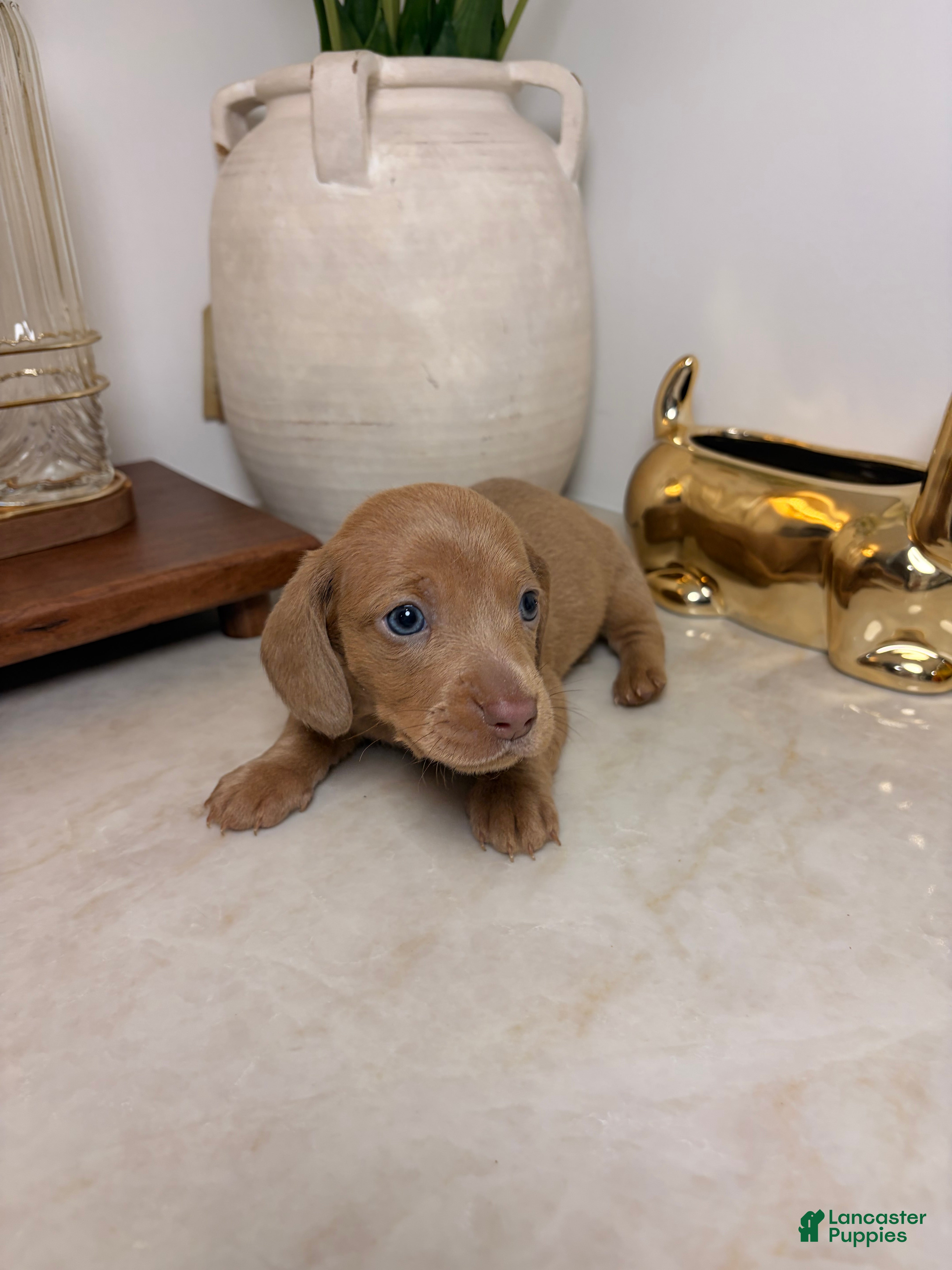 Miniature Dachshund dogs Rumi  - Ad 1