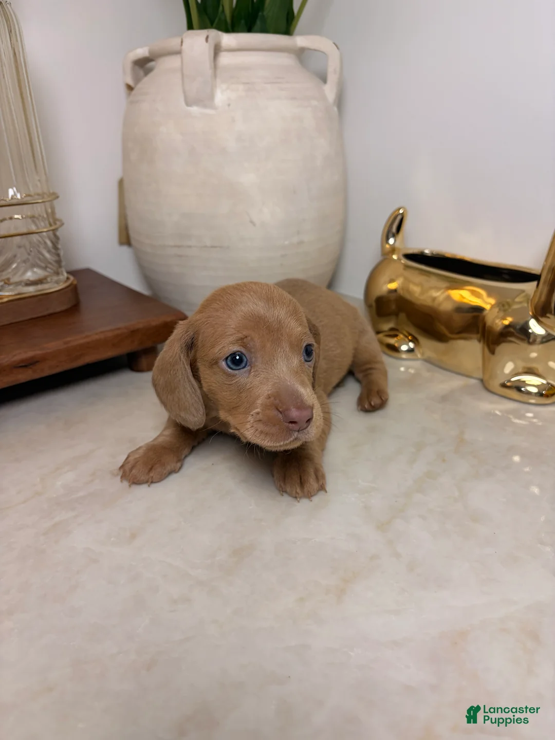 Miniature Dachshund dogs for sale: Rumi  - Ad 1