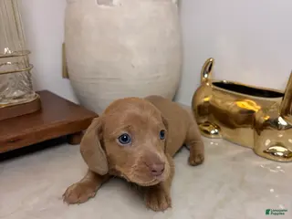 Miniature Dachshund dogs Rumi - Ad 1