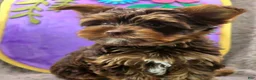 Yorkshire Terrier dogs for sale: Denver - Ad 8