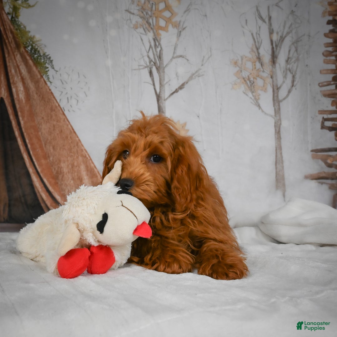 Mini Goldendoodle dogs for sale: Rita - Ad 7