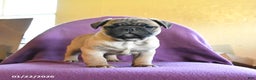 Frug dogs for sale: Texas - Ad 3