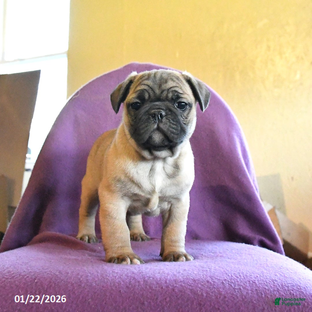 Frug dogs for sale: Texas - Ad 3