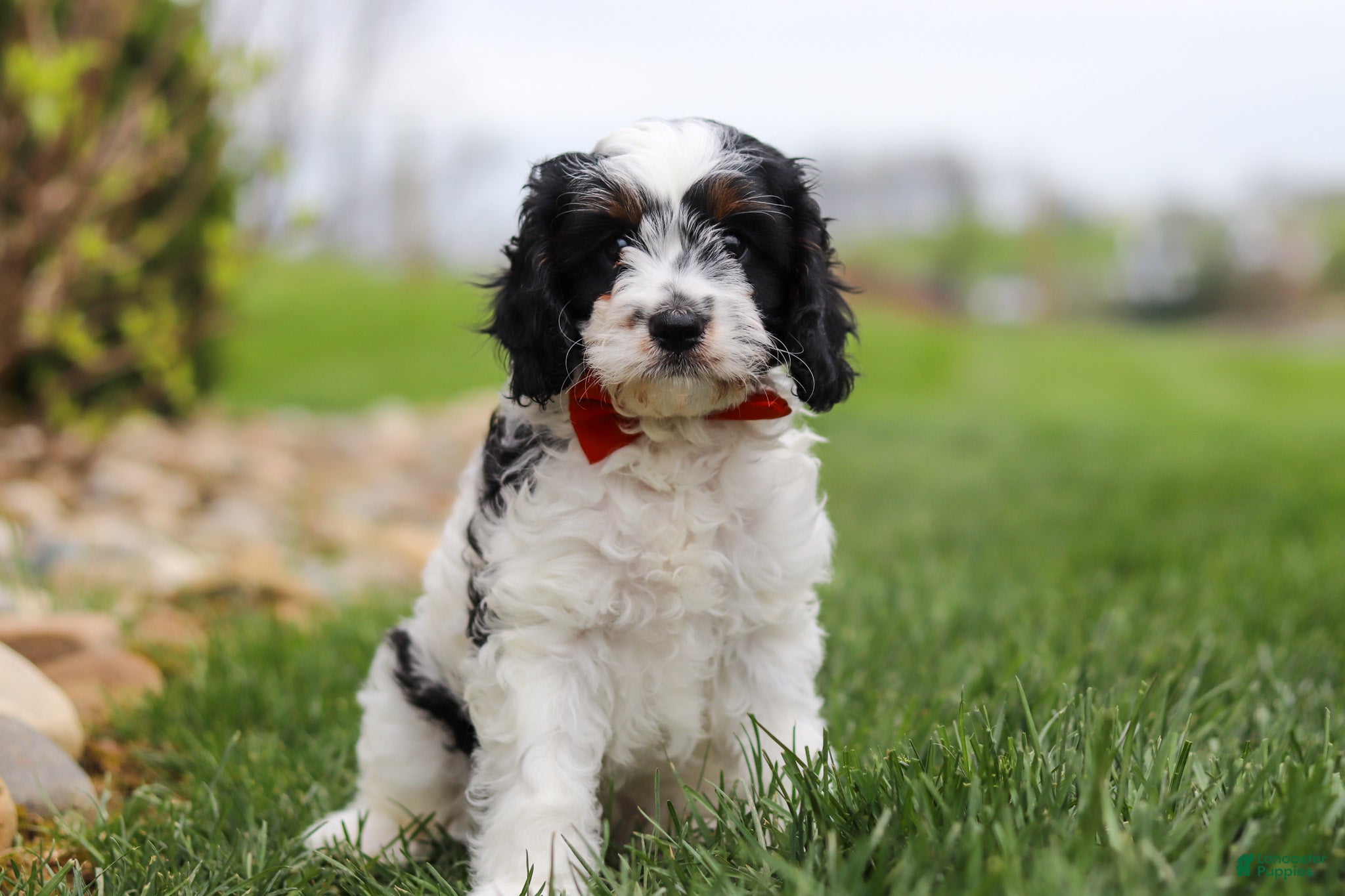 Cavapoo dogs Max - Ad 1