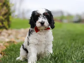 Cavapoo dogs for sale: Max - Ad 1