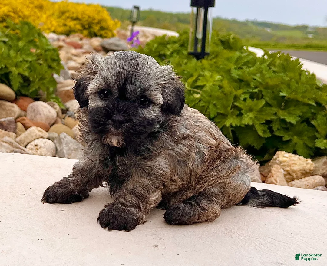 Havanese dogs for sale: Nancy - Ad 1
