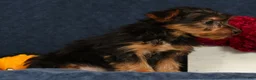 Yorkshire Terrier dogs for sale: Quill - Ad 4