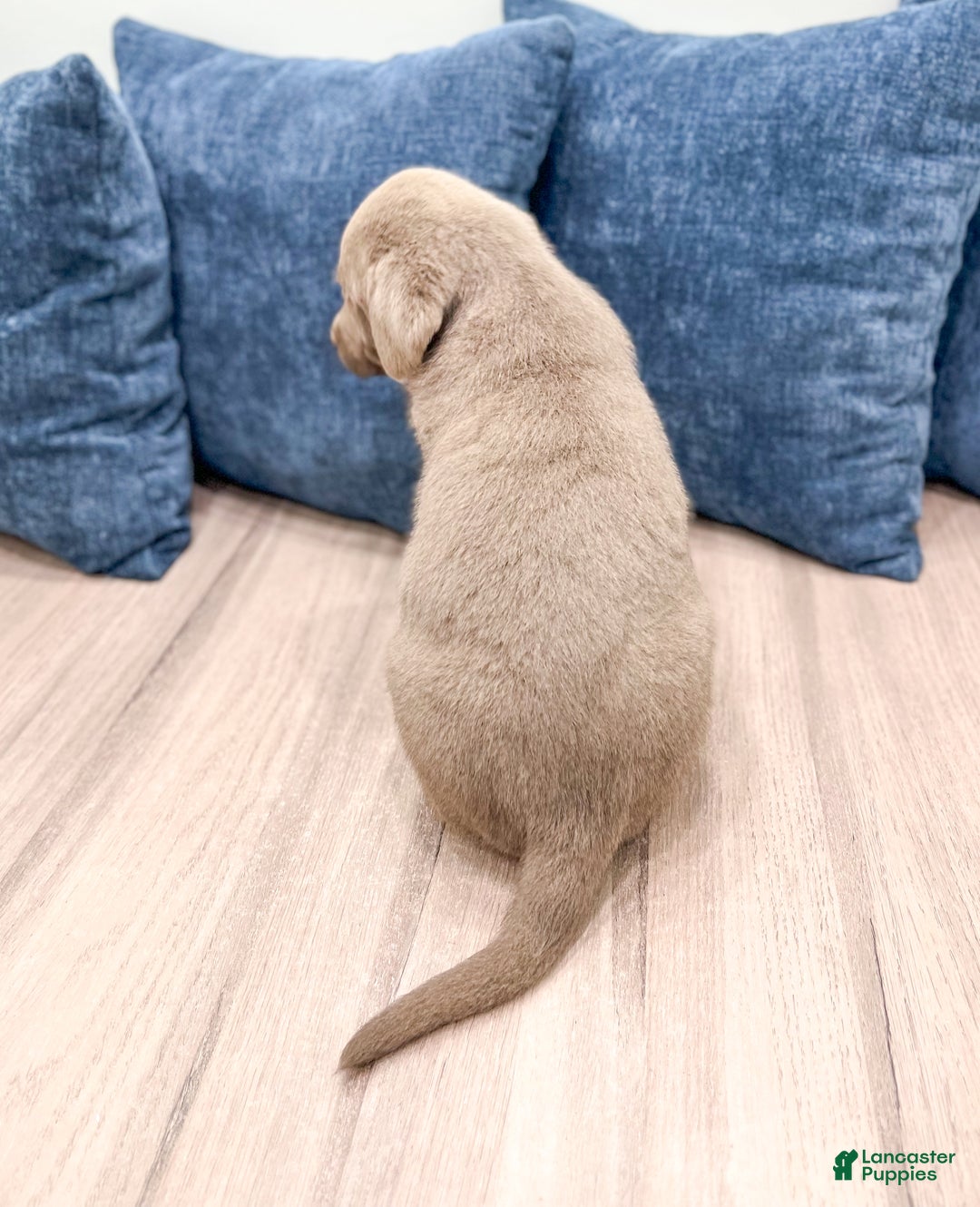 Labrador Retriever dogs for sale: Flint - Ad 5