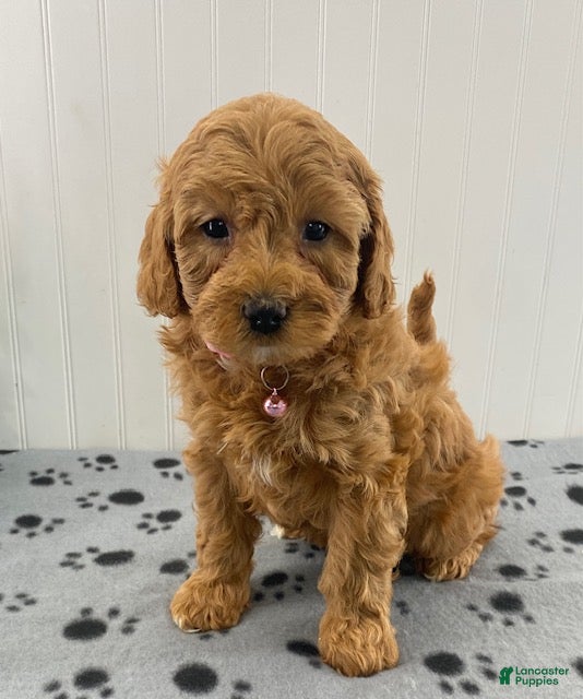 Cavapoo dogs Nelly - Ad 1