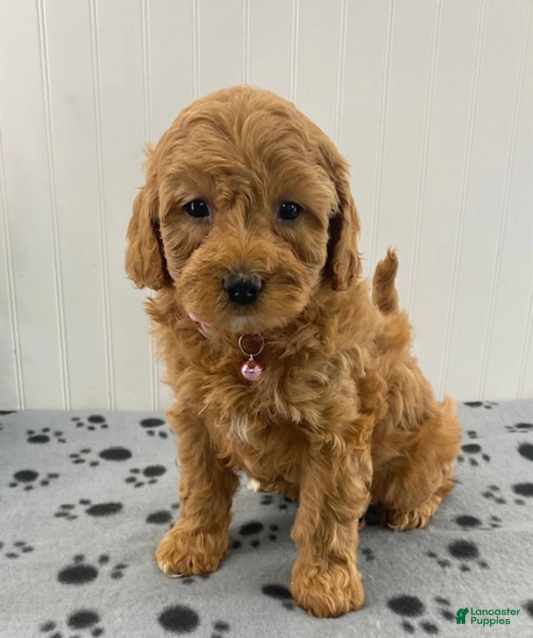 Cavapoo dogs for sale: Nelly - Ad 1