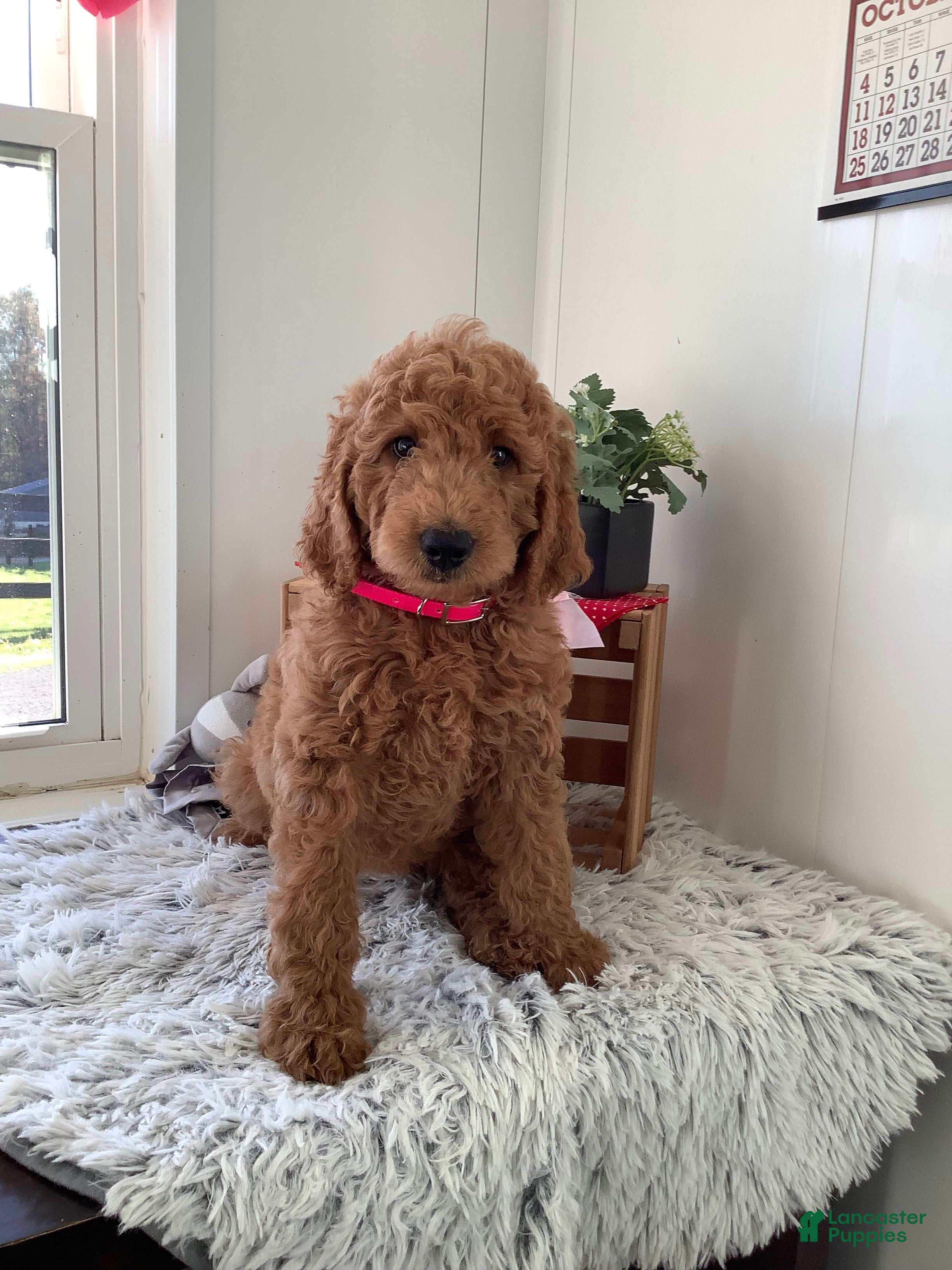 Goldendoodle dogs Goldendoodle Puppy 3 - Ad 1