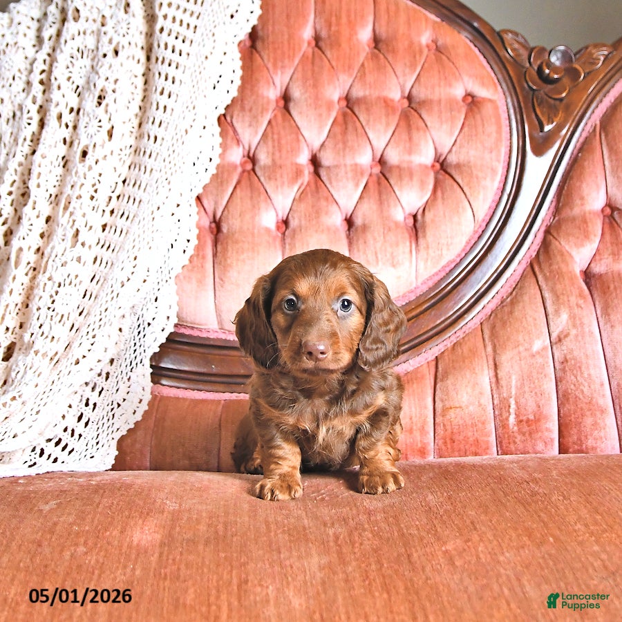 Miniature Dachshund dogs for sale: Carson - Ad 2