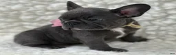Mixed Breed dogs for sale: Molly  - Ad 5