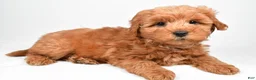 Mini Goldendoodle dogs for sale: Theo - Ad 5
