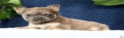 French Bulldog dogs for sale: Jill - Ad 7