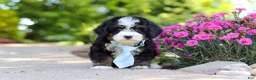 Mini Bernedoodle dogs for sale: Waylon - Ad 3
