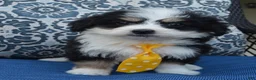 Mini Bernedoodle dogs for sale: Mini Bruno - Ad 8