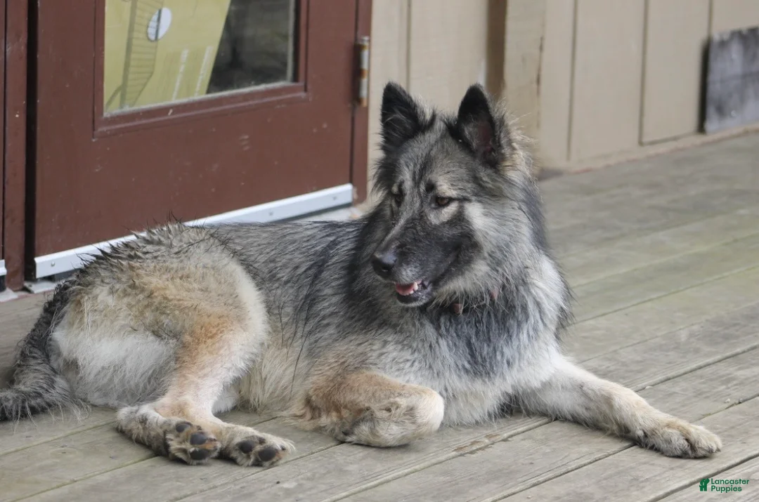 Siberian Husky dogs for sale: Siberian Husky Puppy 1 - Ad 7