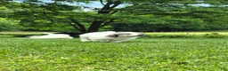 Great Pyrenees dogs for sale: Great Pyrenees 1 - Ad 4