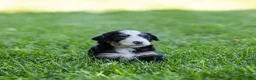 Bernedoodle dogs for sale: Pippa Bernedoodle Puppy  - Ad 3