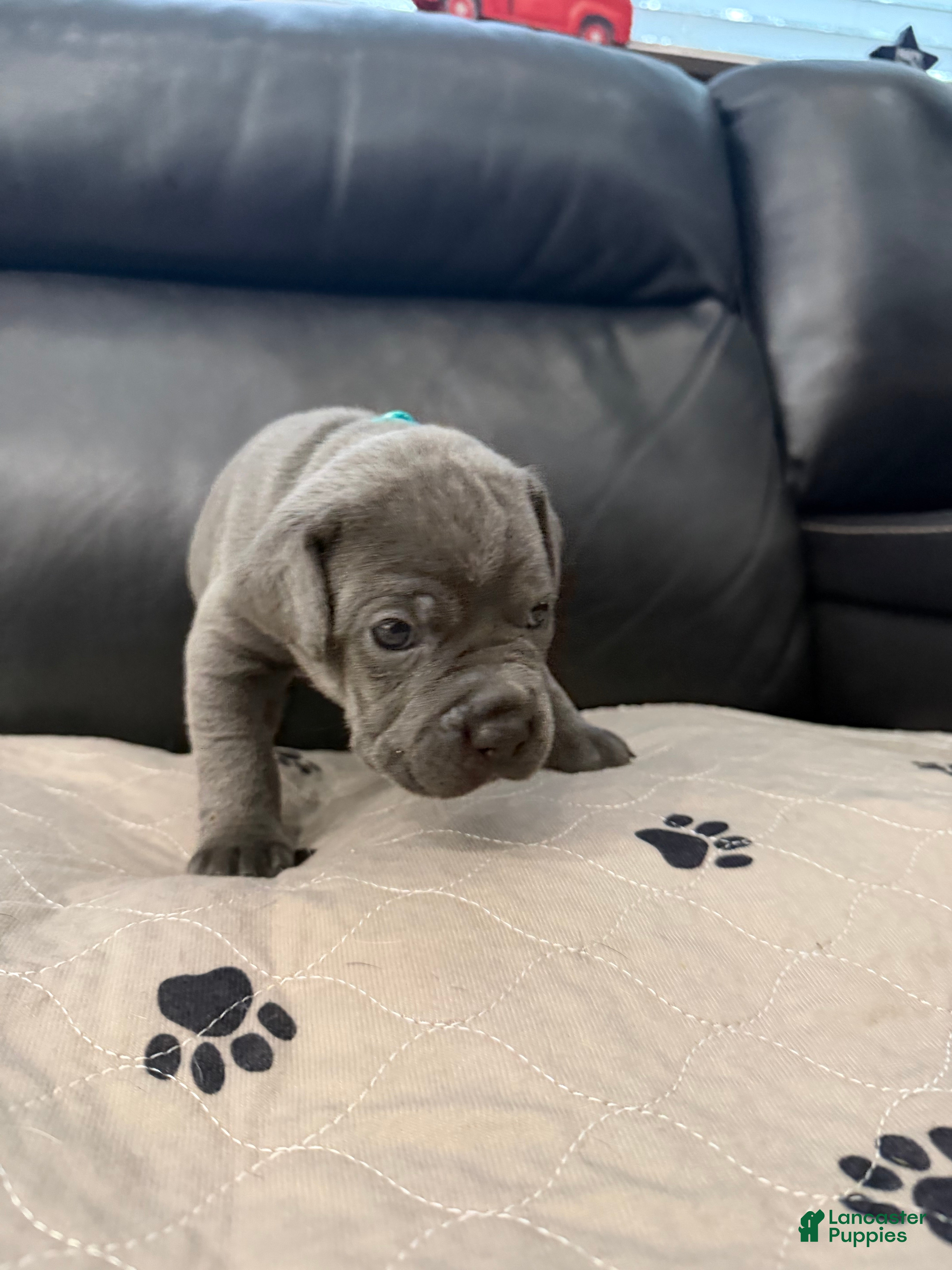 Cane Corso dogs Teal Collar - Maria - Ad 2