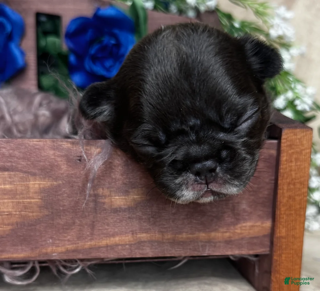 French Bulldog dogs for sale: Truffles  - Ad 7