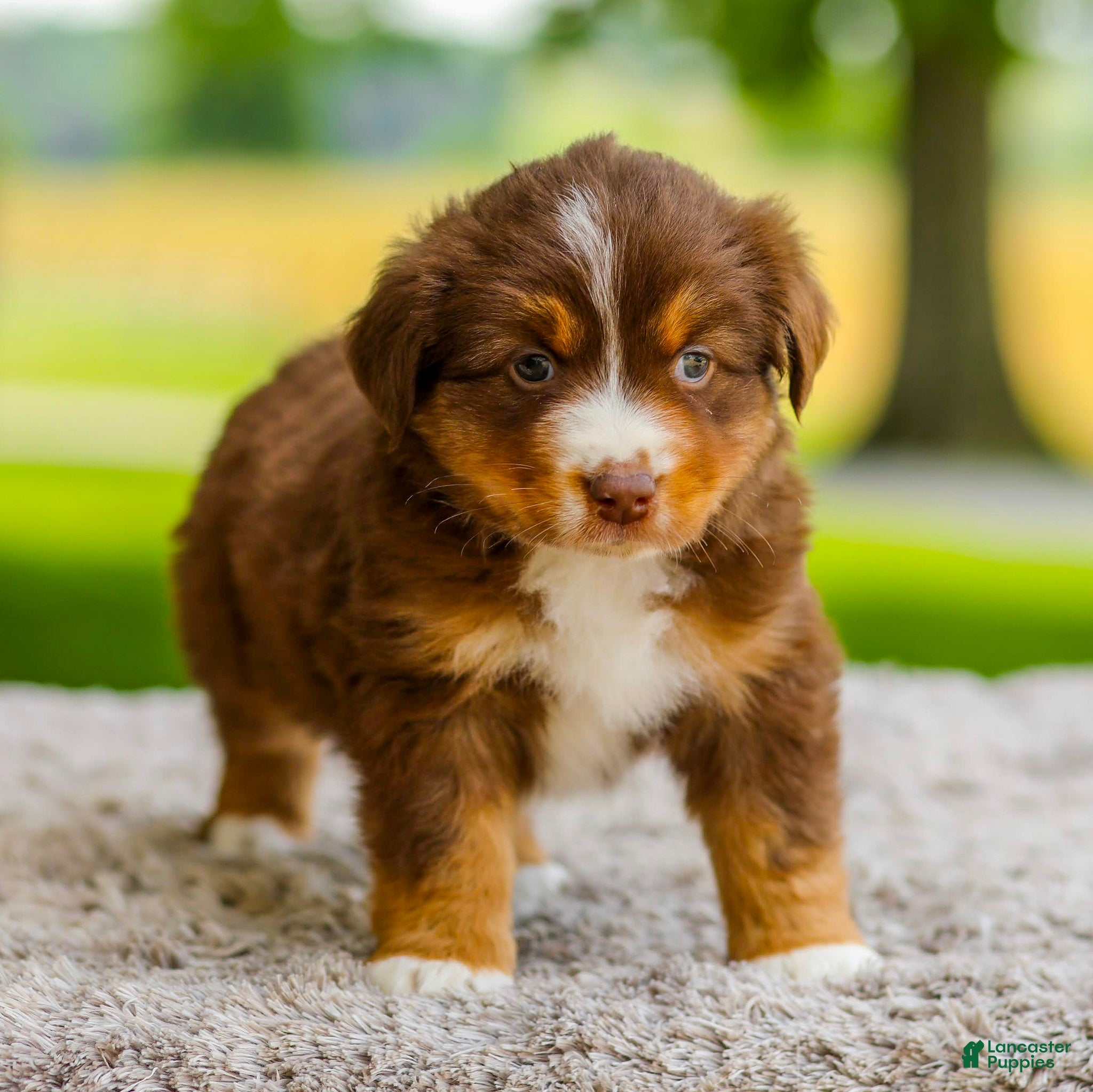 Miniature Australian Shepherd dogs George - Ad 2