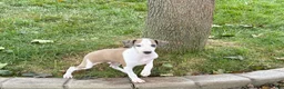 Italian Greyhound dogs for sale: Italian Greyhound male 1 fawn and white  - Ad 2