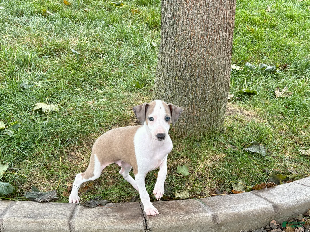 Italian Greyhound dogs for sale: Italian Greyhound male 1 fawn and white  - Ad 2