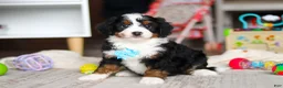 Mini Bernedoodle dogs for sale: Chase - Ad 3