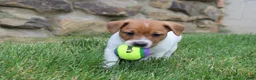 Jack Russell Terrier dogs for sale: Frankie - Ad 3