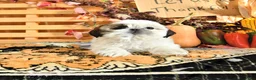 Shih Tzu dogs for sale: Donny - Ad 2