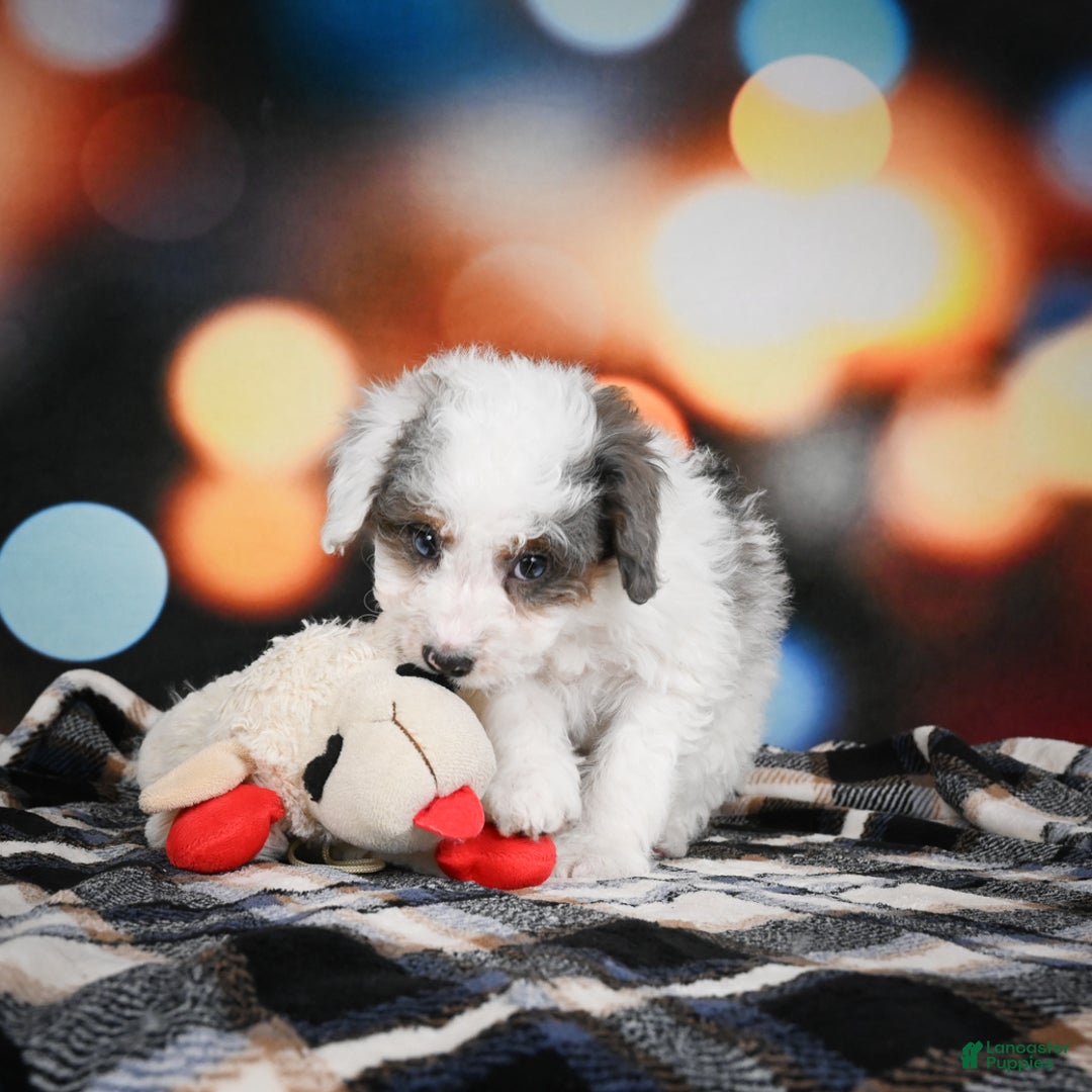 Mini Bernedoodle dogs for sale: Gunner - Ad 12