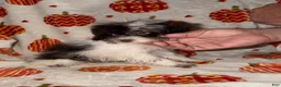 Toy Poodle dogs for sale: Itsy - Ad 3