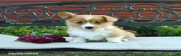 Welsh Corgi Pembroke dogs for sale: Rosa  - Ad 4