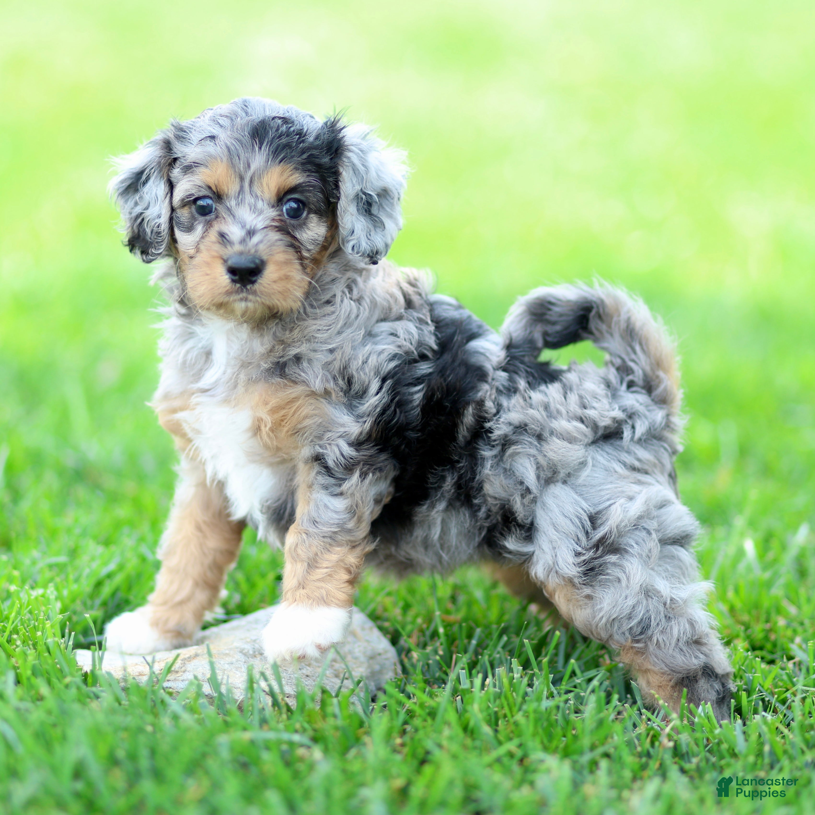 Cavapoo dogs Ellie - Ad 1