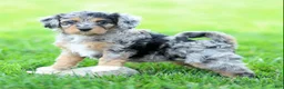 Cavapoo dogs for sale: Ellie - Ad 1