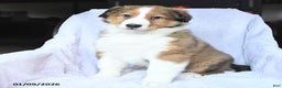 Mixed Breed dogs for sale: Bubbles - Ad 1