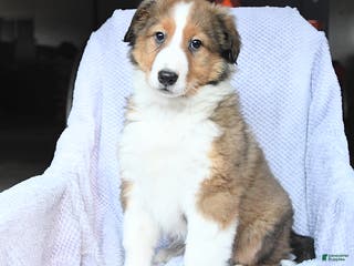 Mixed Breed dogs Bubbles - Ad 5
