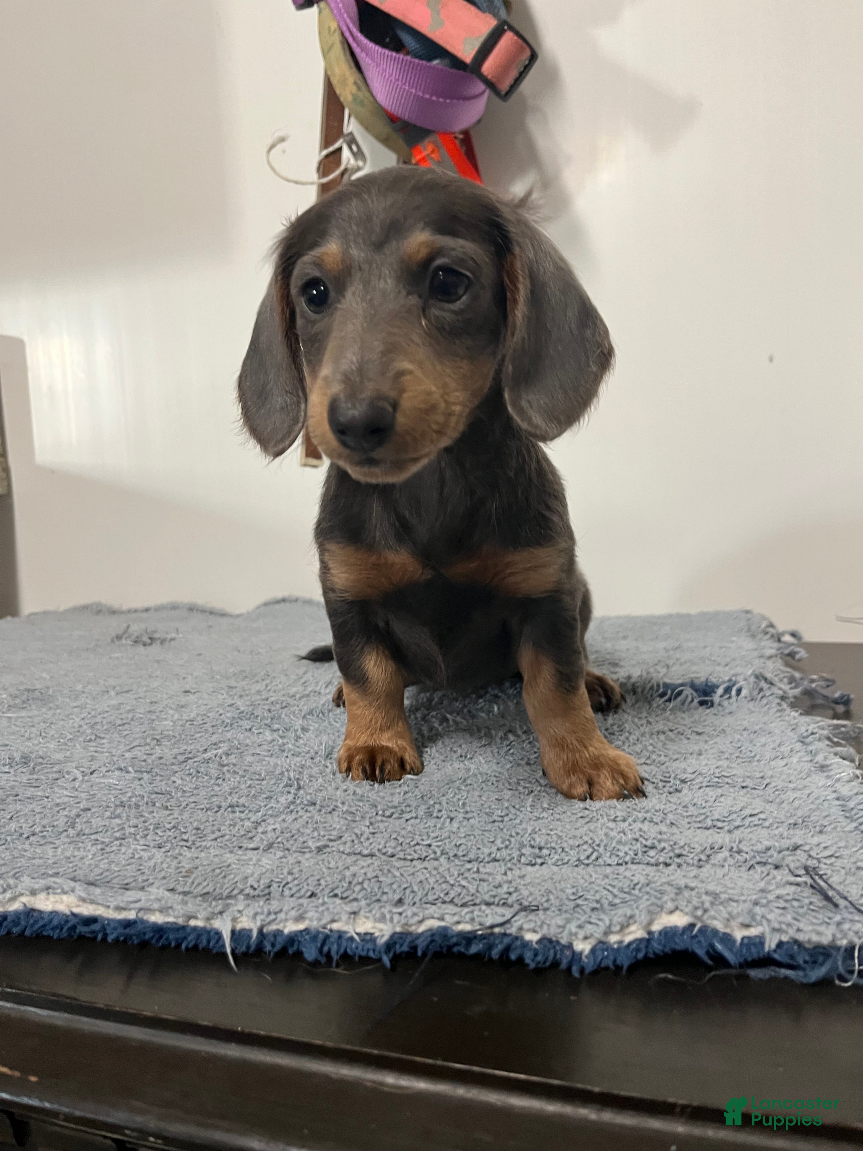 Miniature Dachshund dogs Nori - Ad 1