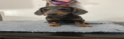 Miniature Dachshund dogs for sale: Nori - Ad 1