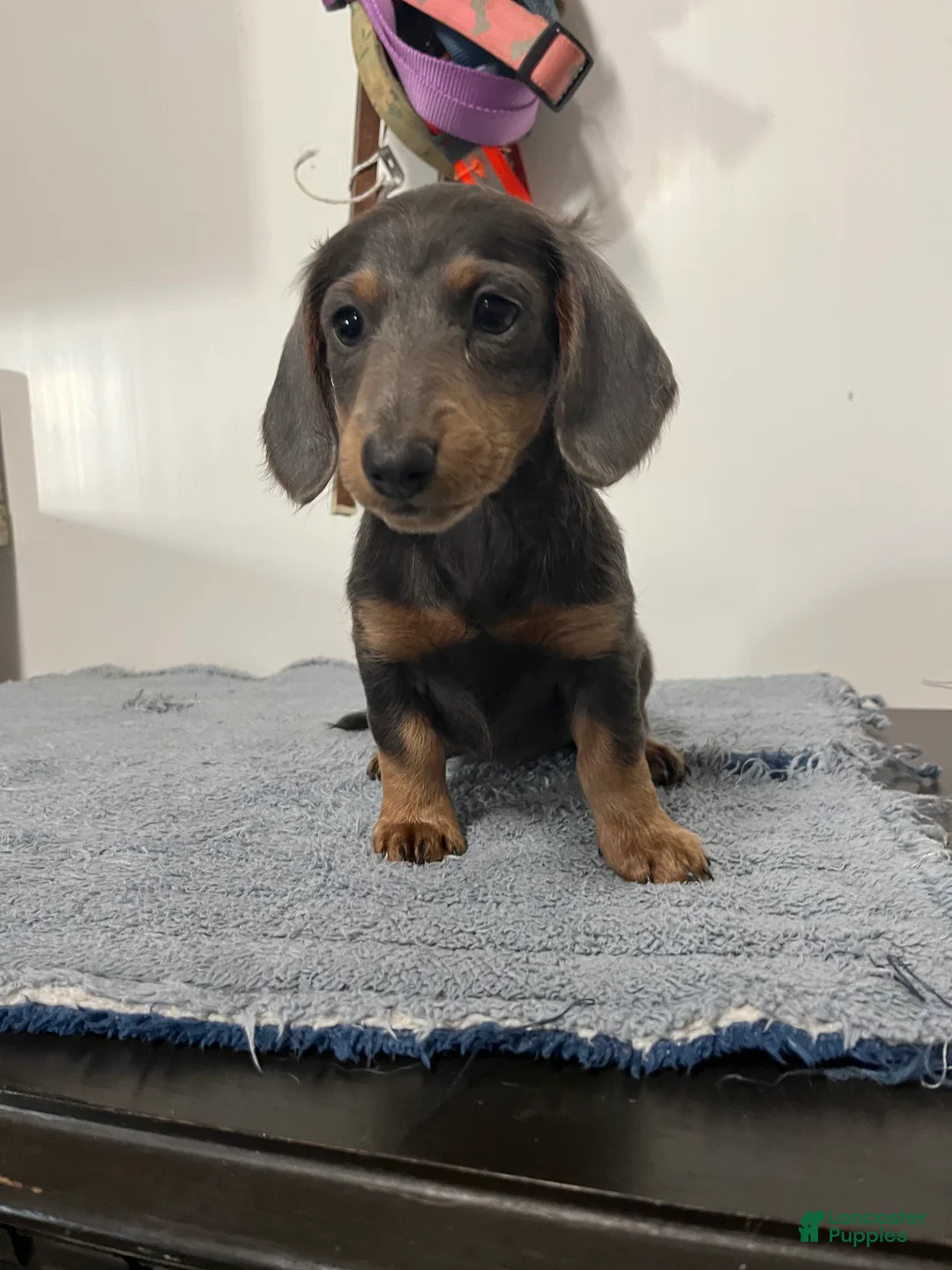 Miniature Dachshund dogs for sale: Nori - Ad 1
