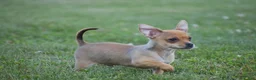 Chihuahua dogs for sale: Andre - Ad 6