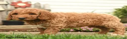 Goldendoodle dogs for sale: Rochelle - Ad 2