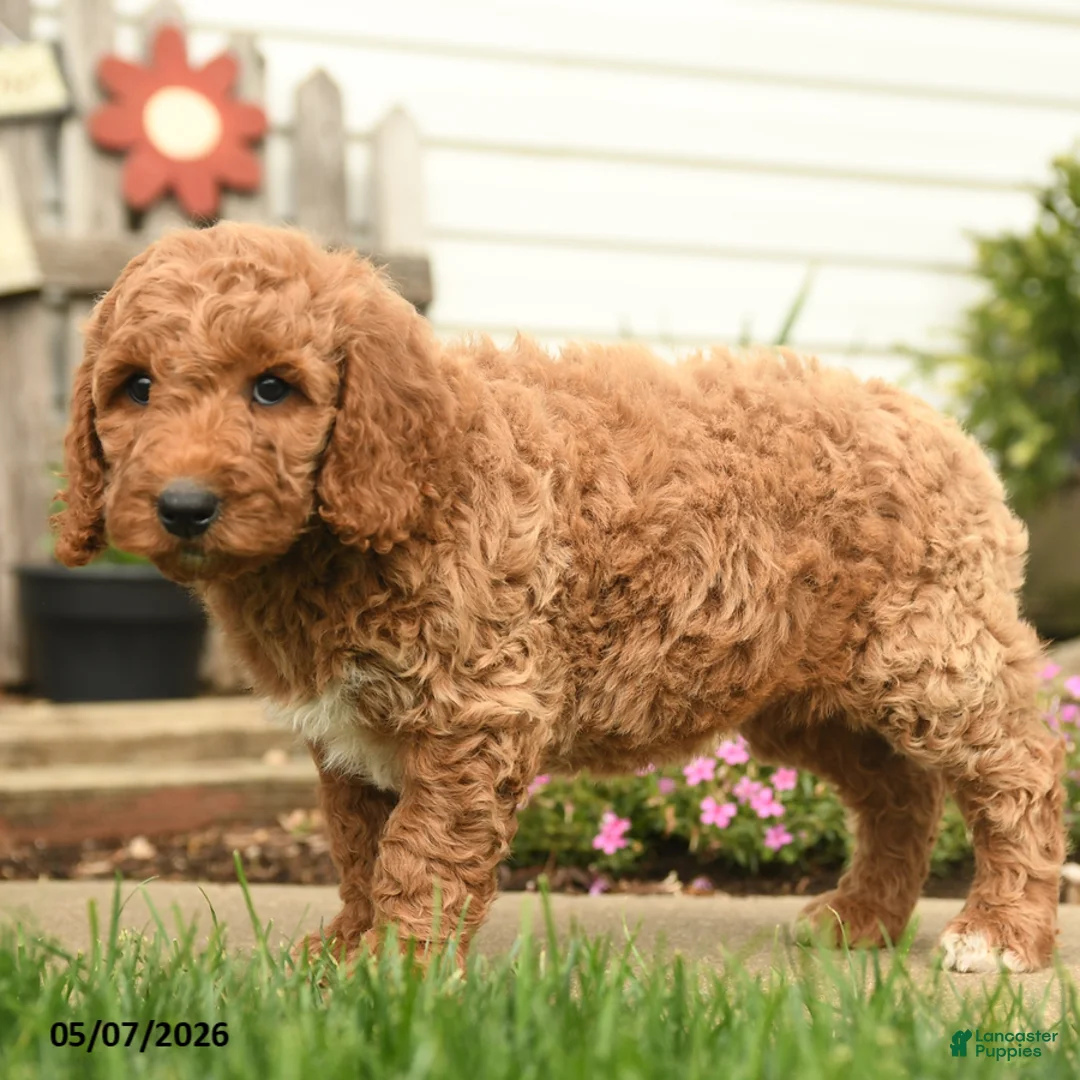 Goldendoodle dogs for sale: Rochelle - Ad 2