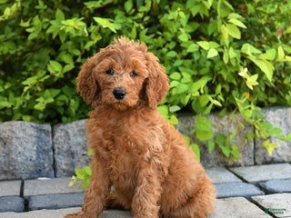 Goldendoodle dogs - Ad 27