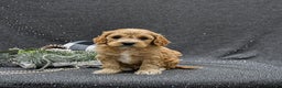 Cavapoo dogs for sale: Patches - Ad 2