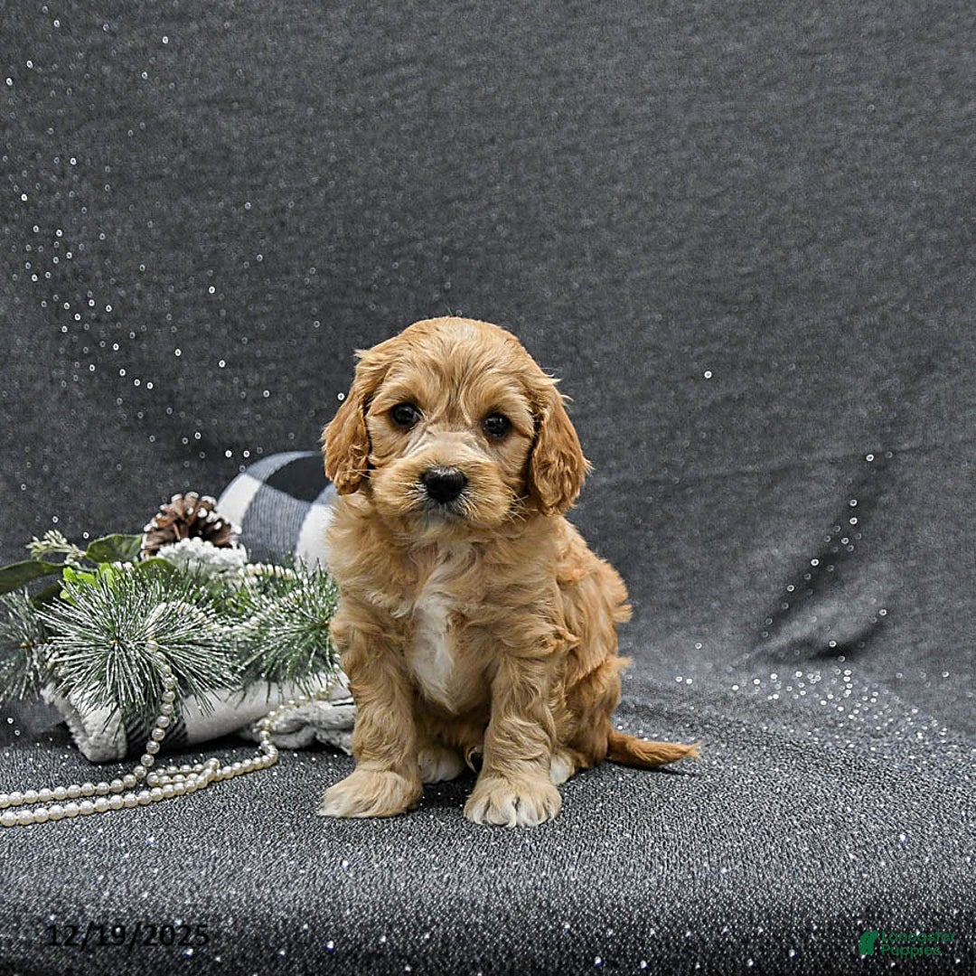 Cavapoo dogs for sale: Patches - Ad 2
