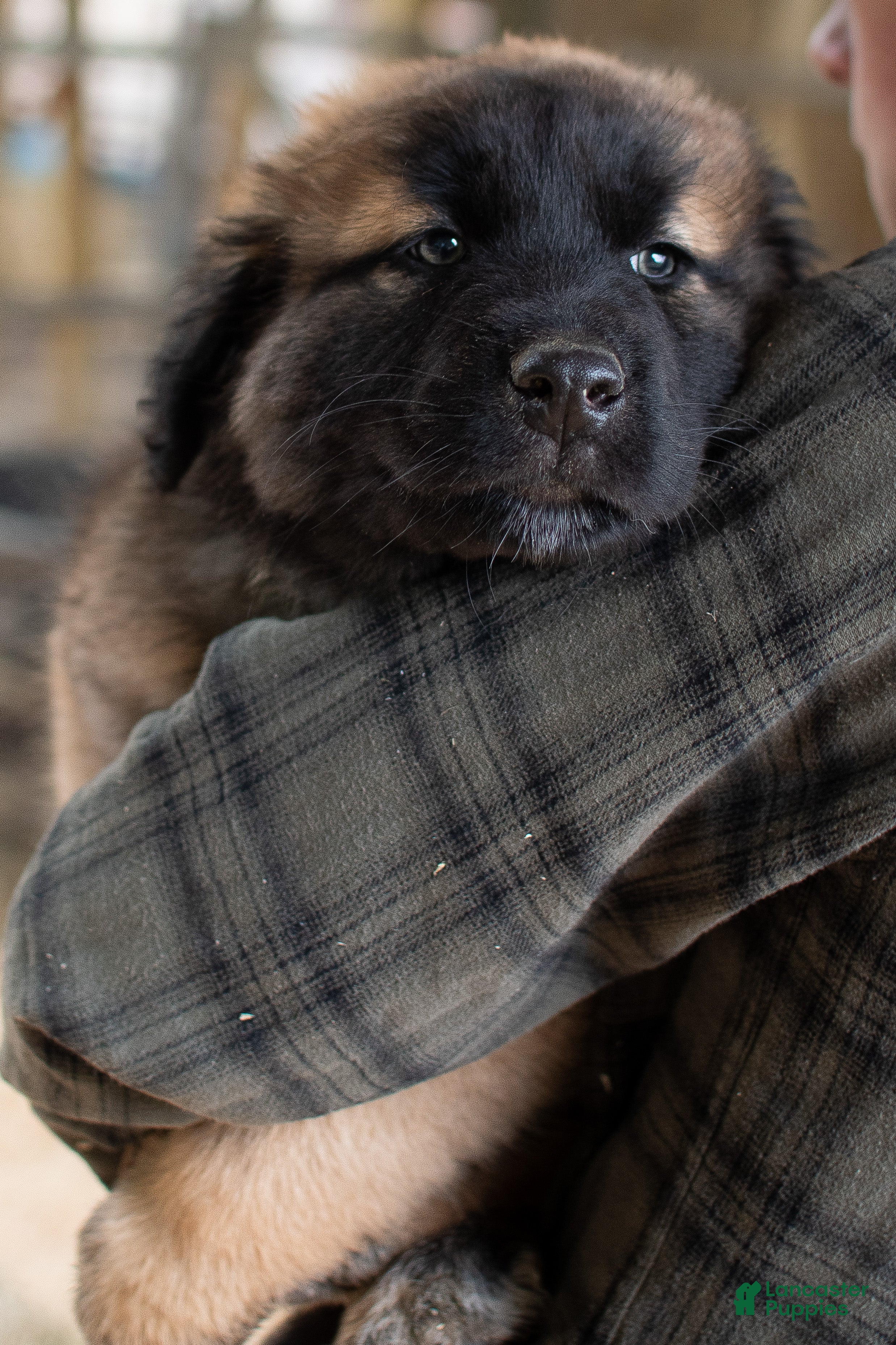 Estrela Mountain Dog dogs Archie "Truly Brave" - Ad 4